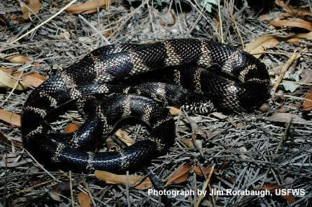 California kingsnake photo